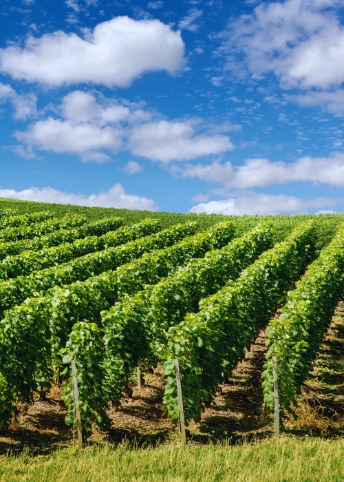 Dia Internacional del Champagne