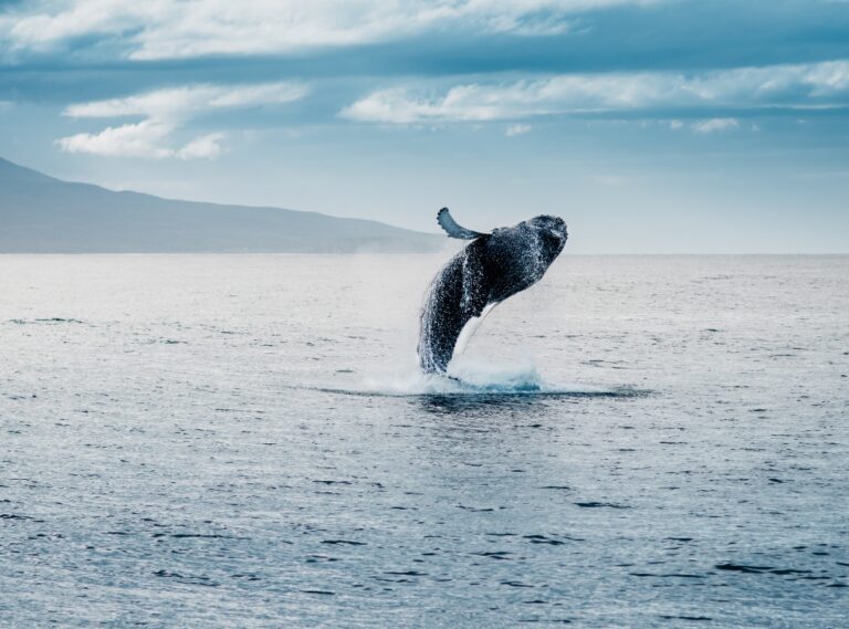 ballena islandia
