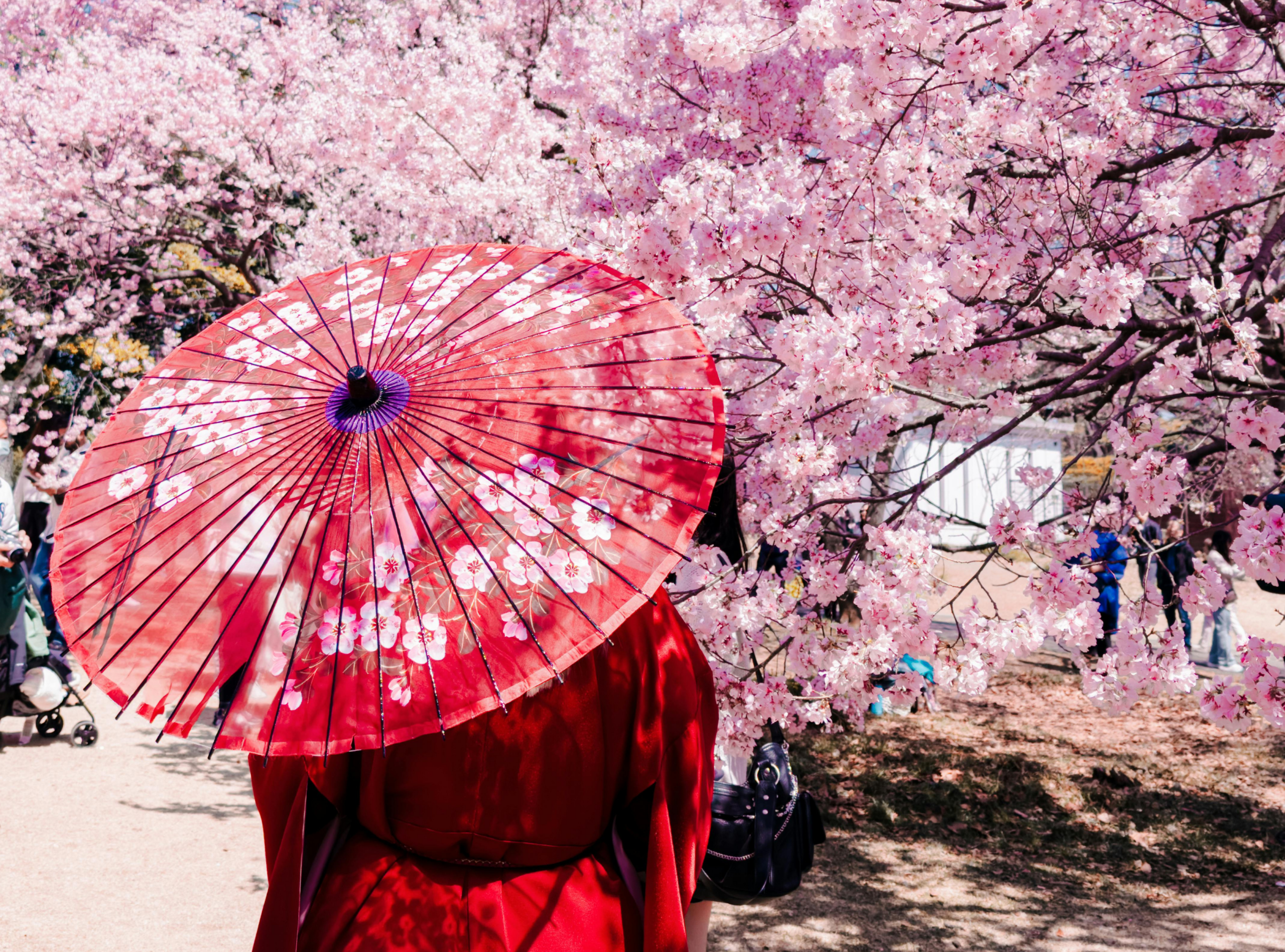 cerezos japon