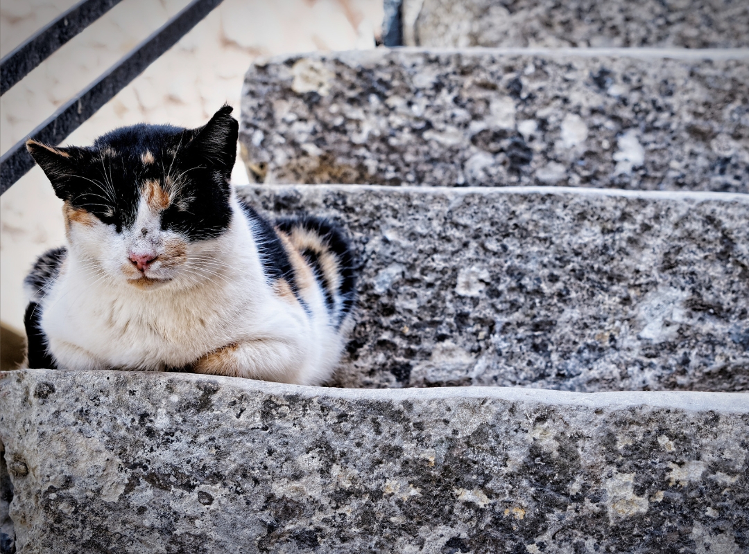 gato escalinata